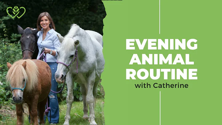 Come and Do the Animals Afternoon Feeds With Me!