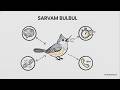 India’s AI Revolution: Sarvam Bulbul, Vision, and the Future of Neural Technology