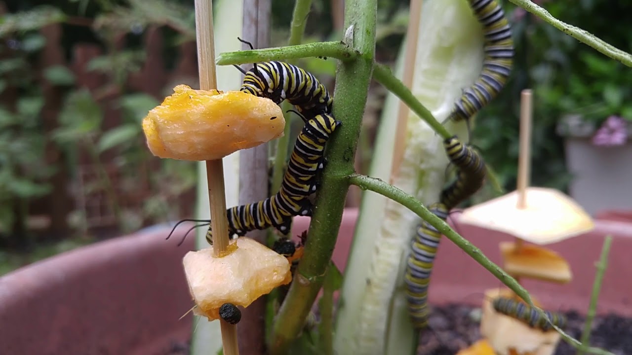 caterpillar stock price Monarch Caterpillars Eating Pumpkin and Cucumber in 5th Instar