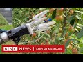 Click: алма тере алган робот - BBC Kyrgyz