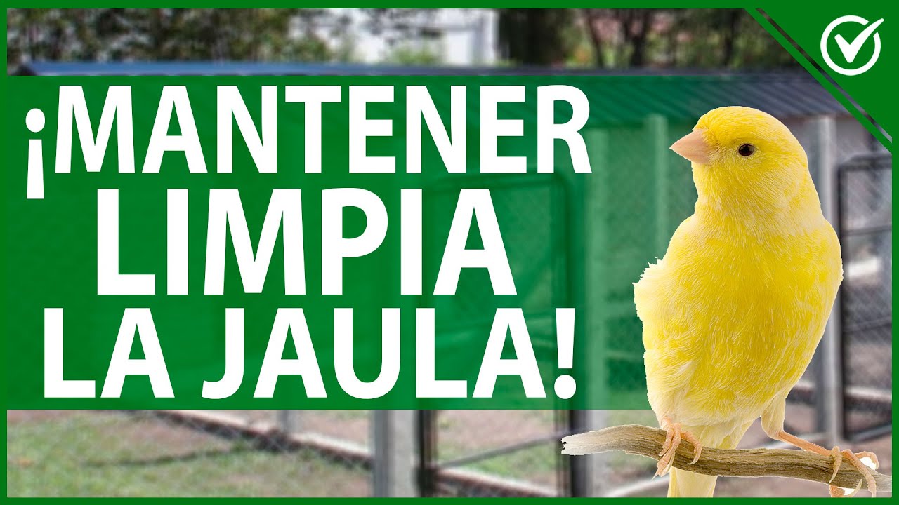 🐦 Cómo Mantener Limpia la Jaula de mi Canario para Evitar Enfermedades