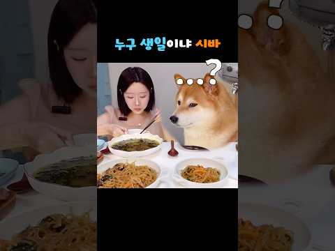 자기 생일상 뺏긴 시바견 반응ㅋㅋㅋㅋ thumbnail