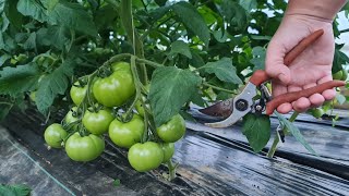 When is the time to remove the lower leaves on tomatoes?