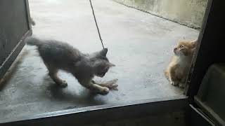 Cute & Adorable Kitten Plays With Feather