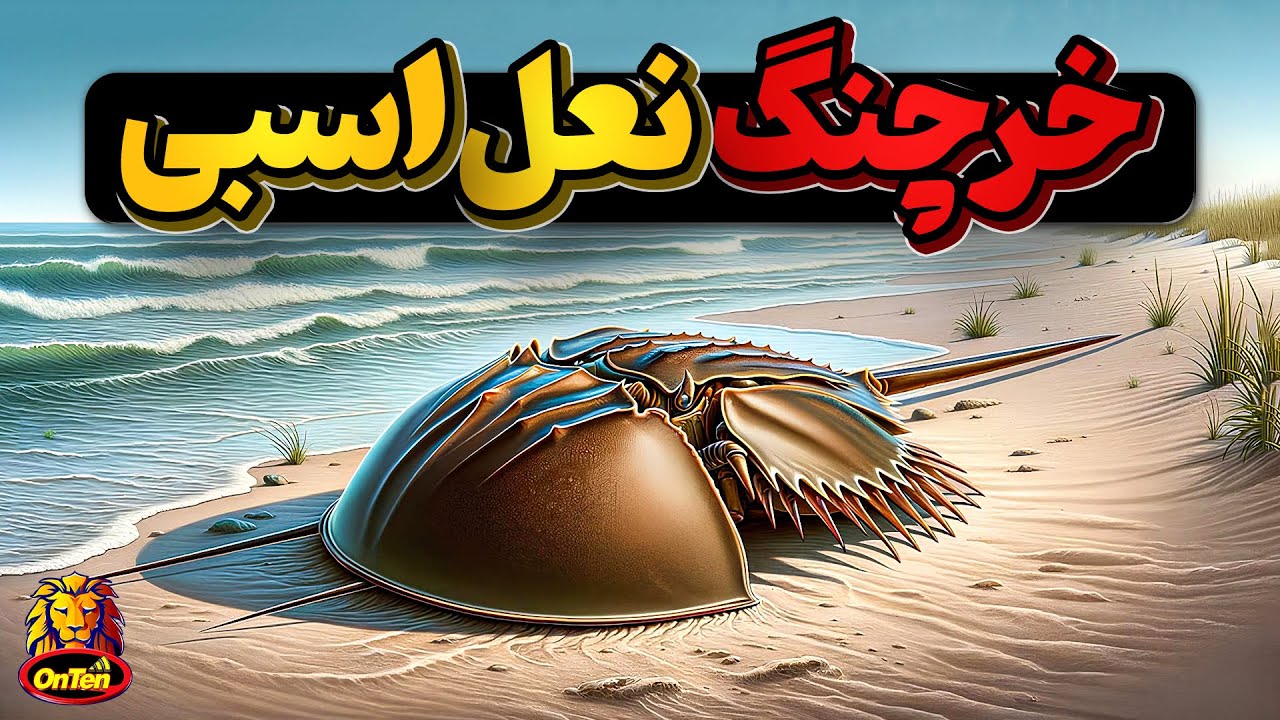 چگونه خون یکی از قدیمی ترین موجودات زمین خرچنگ نعل اسبی را در شیشه کردند؟