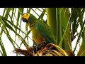 Canto da MARACANÃ-DO-BURITI (ORTHOPSITTACA MANILATA), RED-BELLIED MACAW, Maracanã-de-cara-amarela.