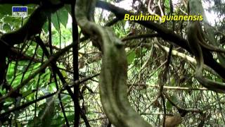 Motelo huasca * Bauhinia guianensis