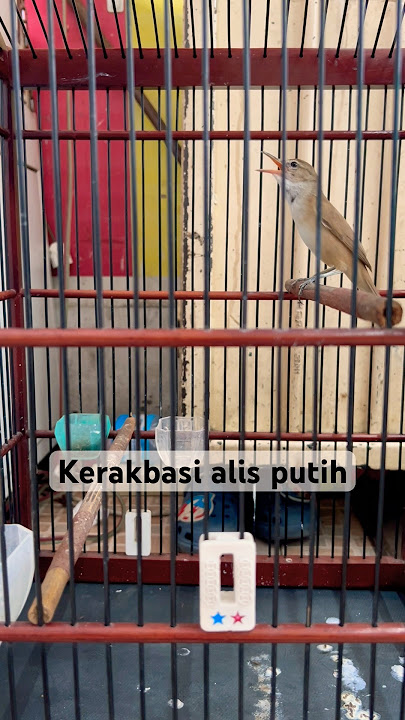 Kerakbasi alis putih gacor