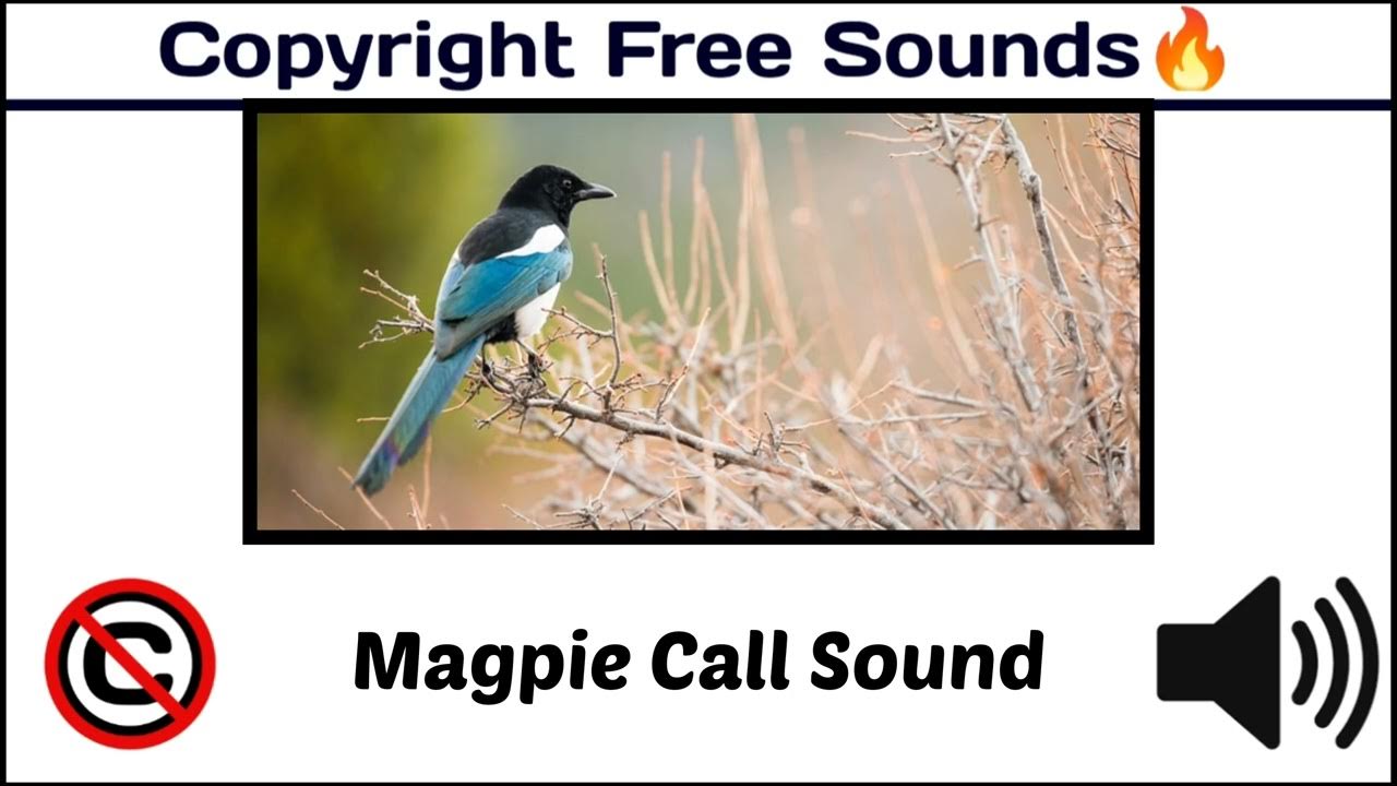 Magpie Call Sound /Popular Sounds / Birds Sound / royaltyfree