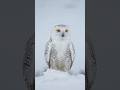 The Snowy Owl: Ghost of the Arctic