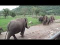 Elephant Nature Park - Chiang Mai, Thailand