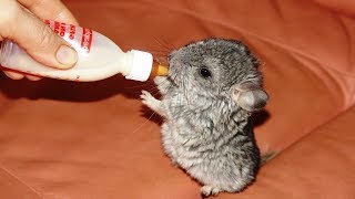 Humans Bottle Feeding Cute Baby Animals - Cute Animal Babies Videos || New