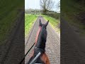 I love my boy #horse #equestrian #animals #horses