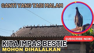 TERTANGKAPNYA BANDANGAN ABU MUDA SEBAGAI GANTI PASUKAN KAPAK MUDA YANG TUMBANG TADI MALAM