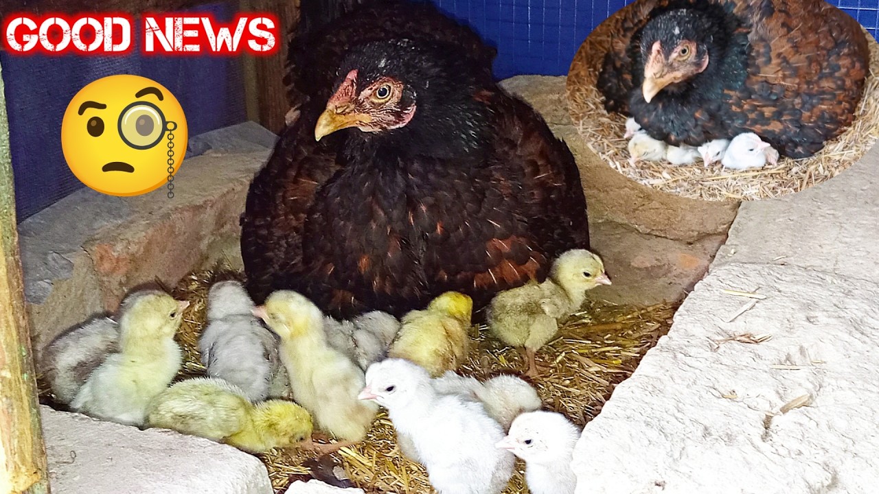 Good News🥰 | Aakhir kaar Hamare Ghar Nanhe Mehmaan aa Gaye 🐣❤️