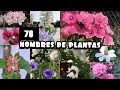 78 NOMBRES DE PLANTAS : encuentra tu planta 🪴