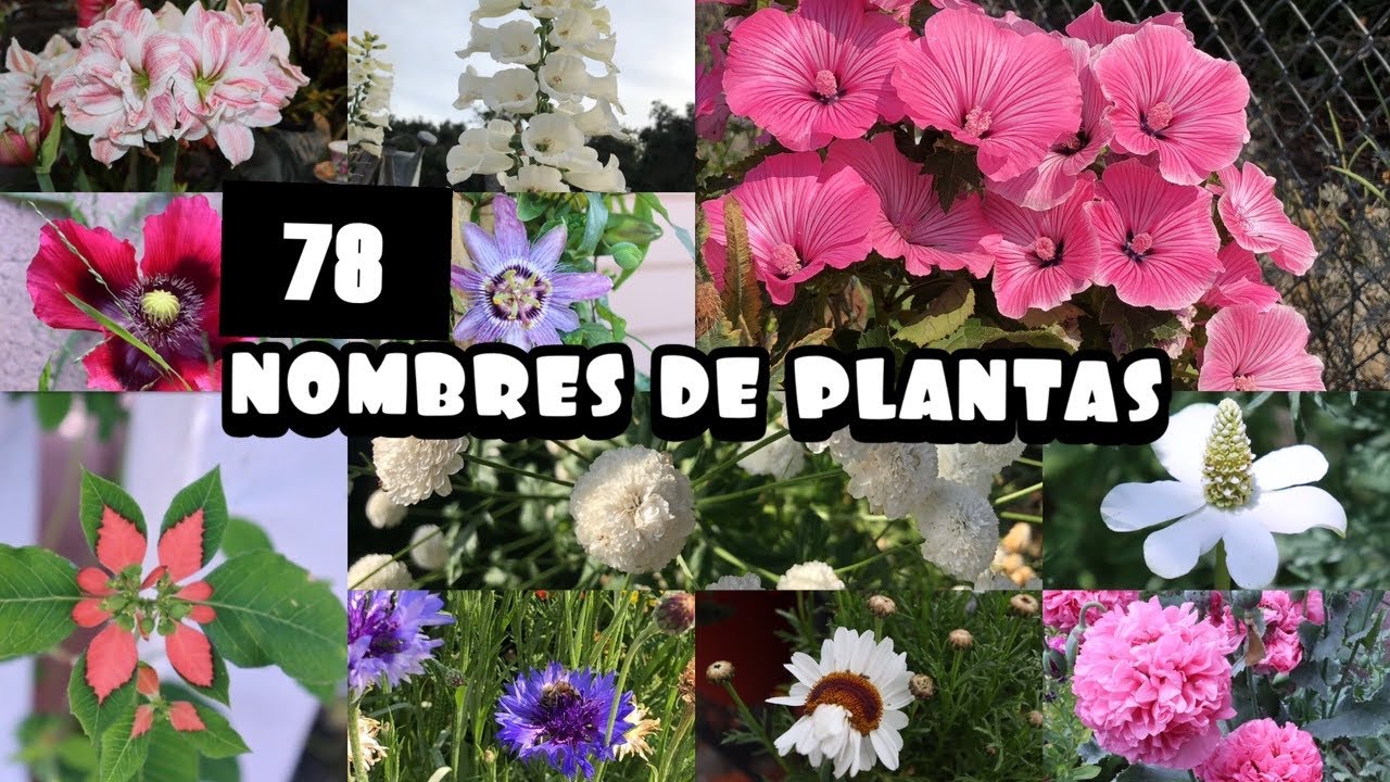 Plantas Nombres