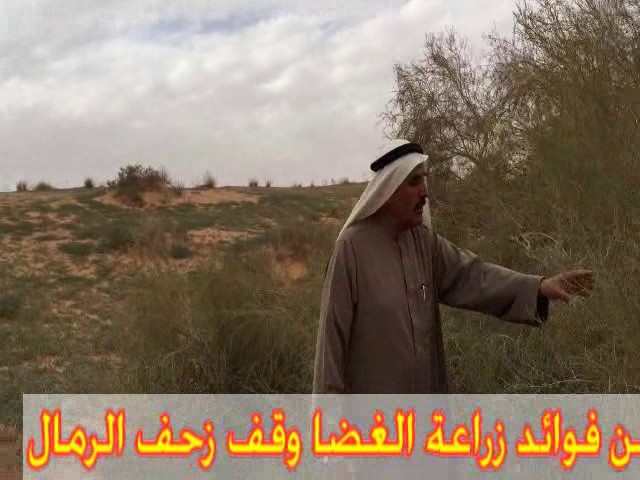 الغضى شجرة 100 بذرة