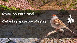 The singing of a Chipping sparrow and the sound of a stream heals the nervous system and relaxes.