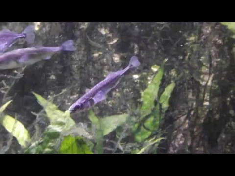 fishes Russia, Девятииглая колюшка Pungitius pungitius, Аквариумная рыбка, океанариум спб