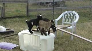 2 week old baby goats playing