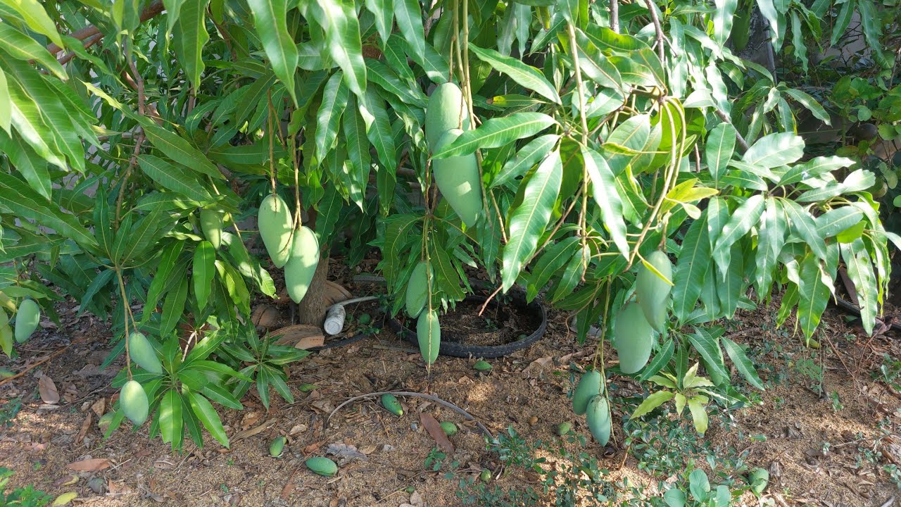 เดินเลาะหน้าบ้านแล้วเลาะลงทุ่ง #ชีวิตบ้านๆ 