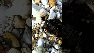 I found a black wood fossil stone inside. #woodfossil #stone #blackwood #blackstone #hunting #gold