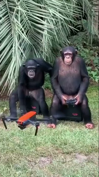 Simpanse Main Drone