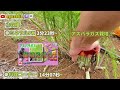 魅力は10年間も毎年収穫が可能/アスパラガスの植え方とは?/定植と収穫の様子/10年頑張ってプロ農家/【アスパラガス栽培！！・・・】/【旬のアスパラガス栽培！！・・・】【家庭菜園！！・・・農業！！・】