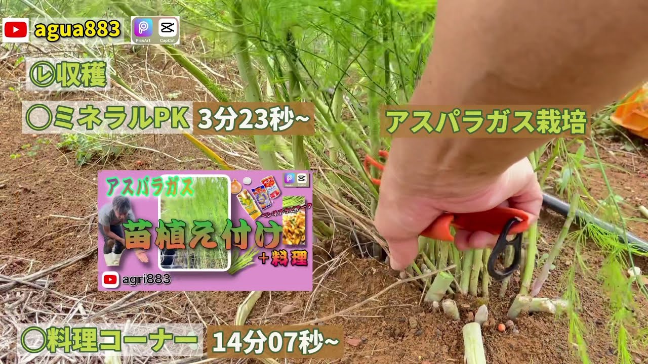 魅力は10年間も毎年収穫が可能 アスパラガスの植え方とは 定植と収穫の様子 10年頑張ってプロ農家 アスパラガス栽培 旬のアスパラガス 栽培 家庭菜園 農業 Youtube