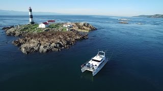 Eagle Wing Whale & Wildlife Watching Tours - EXPERIENCE in Victoria, BC