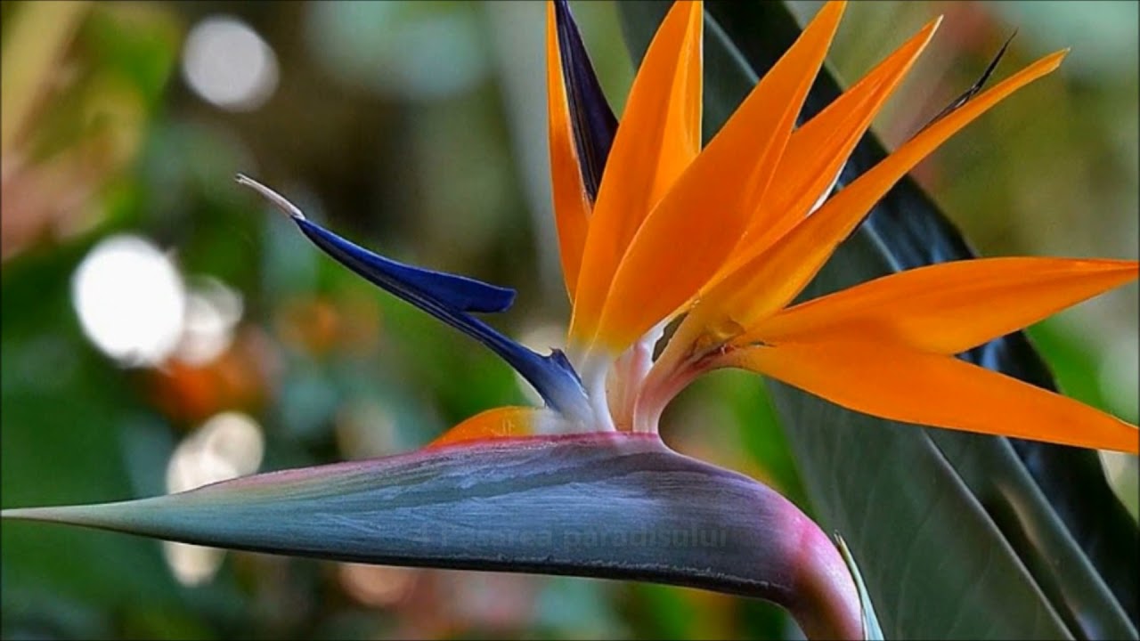 Top 10 cele mai frumoase flori