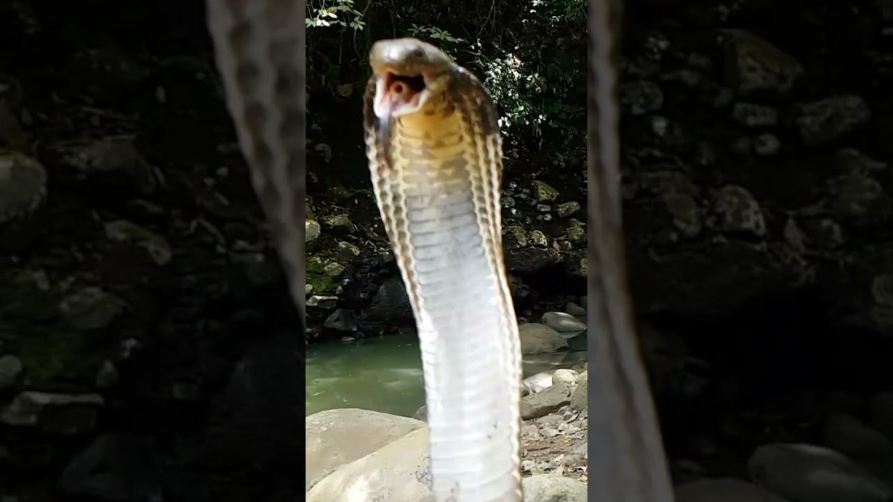 Giant KING COBRA striking in slow motion! 