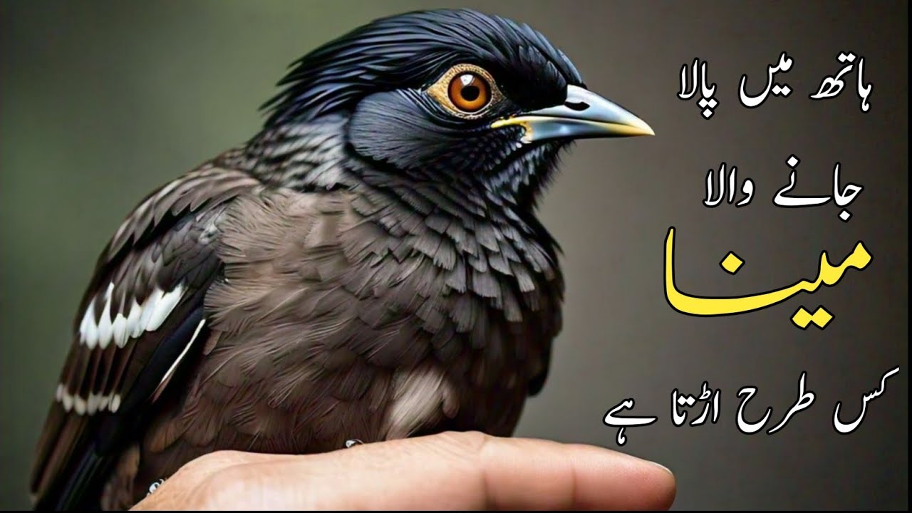 Hath mein pala jany wala Myna kis tarah udta hai | Myna loving bird | Myna Flying