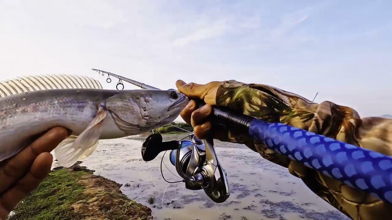 | កំពង់ឆ្នាំង | ត្រីអត់ខាំនុយ​ | Fishing Snakehead |#fishing #fishingcambodia #videos #vloger #happy