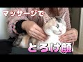 猫が膝に乗ってきたので全力マッサージしました！