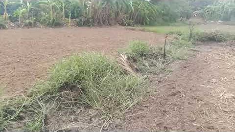 🔴 đất đã bán. bán 6000m2 đất lúa giá rẻ ở ấp 2 xã Tân ân cần đước long an.