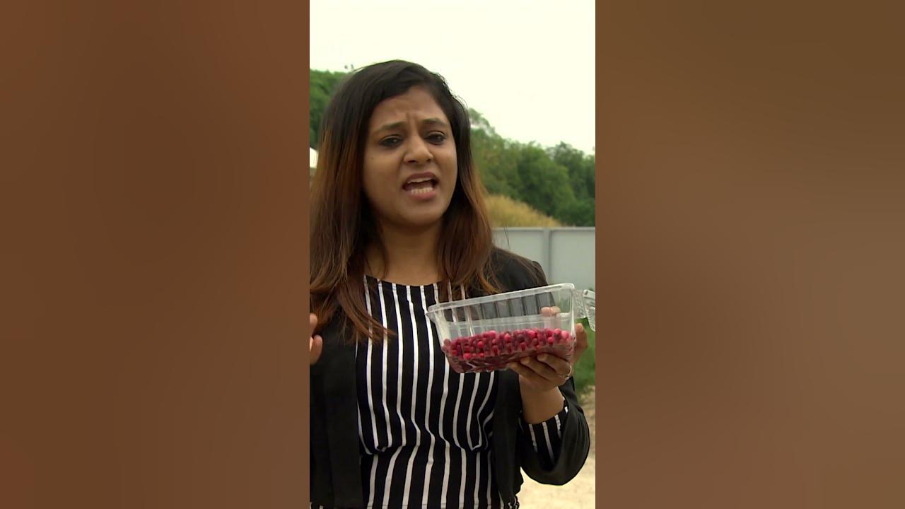 Move over kale: Manitoba-grown wild berry could be next superfood