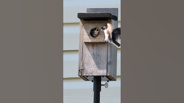 2025 Tree Swallows Feeding Their Young