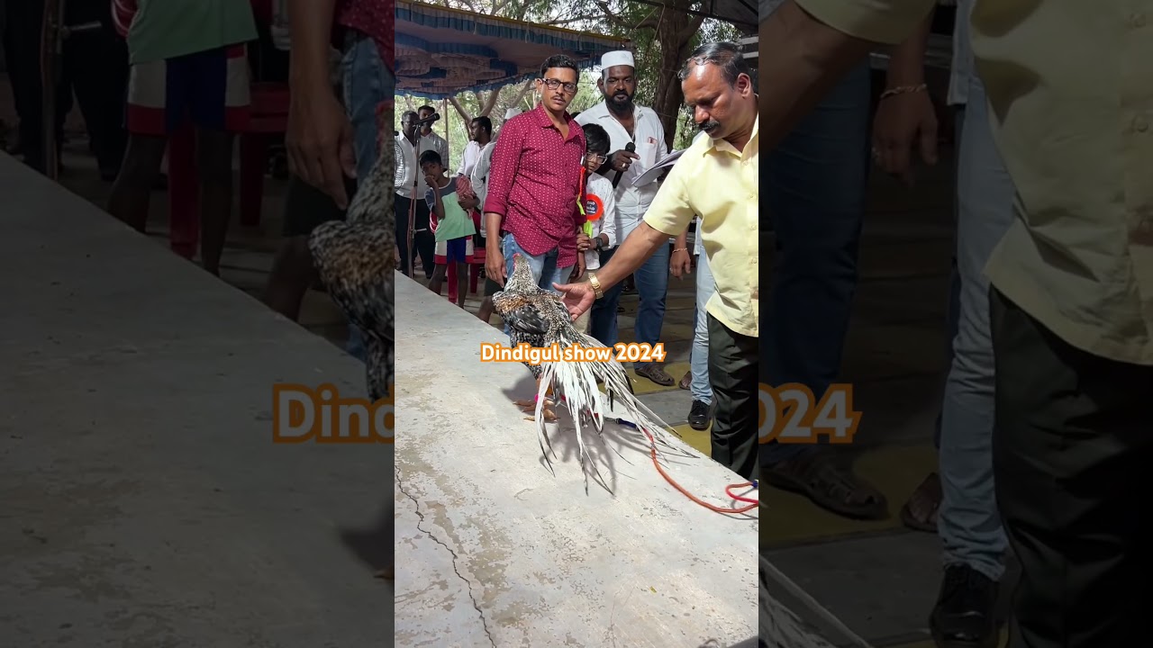 DAO WAO parrot beak temper tail aseel exhibition. Tamilnadu. 2024