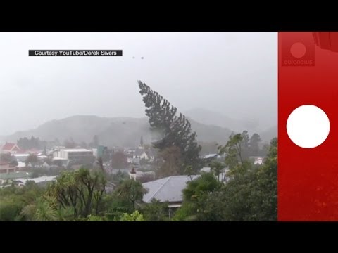 Vidéo amateur : des vents violents déracinent un arbre géant en Nouvelle-Zélande