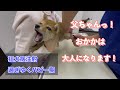 注射を乗り越えて子犬が大人になります！【狂犬病注射】