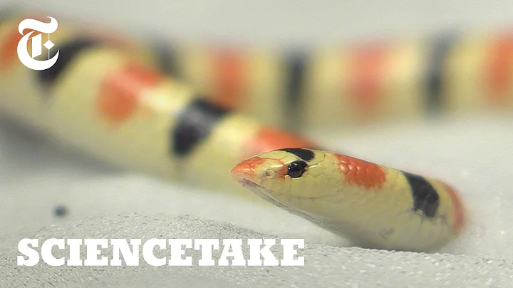 How This Snake Swims Under Sand | ScienceTake - DayDayNews