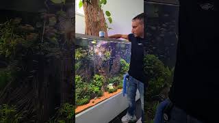 What Feeding Time Looks Like in a 5,000-Liter Planted Aquarium @OliverKnott_aquascaper