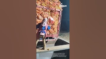 Farming for beginners: a simple guide to unloading corn