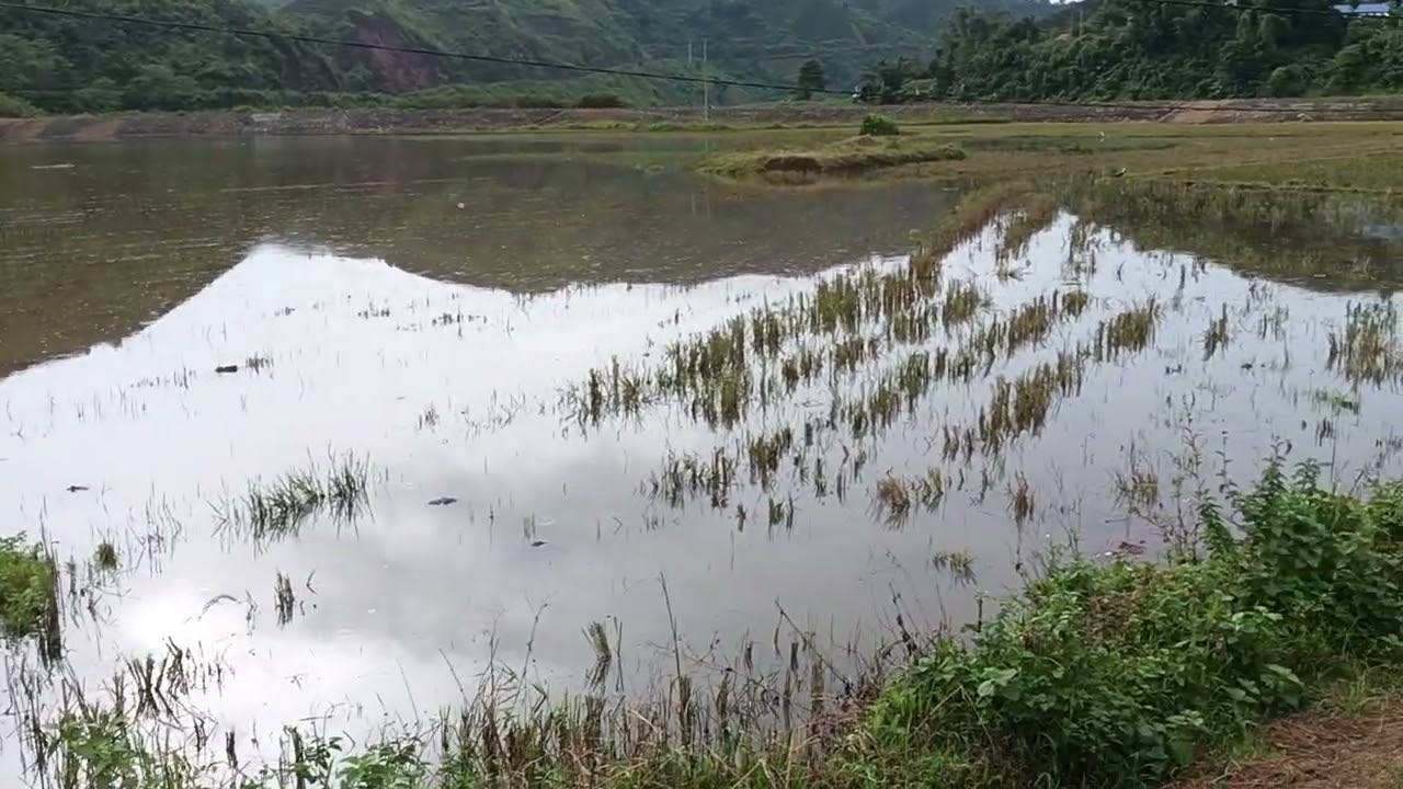 đồng ruộng của bản nà can. chỉ sau một cơn mưa 