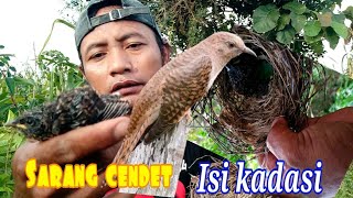 mencari sarang burung cendet isi burung Kadasi