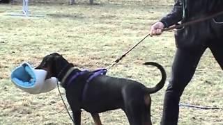 Ascomannis Toska - bite work training at 6 months old