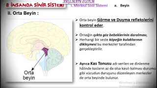 Bi̇yoloji̇ - Orta Beyi̇n-Arka Beyi̇n