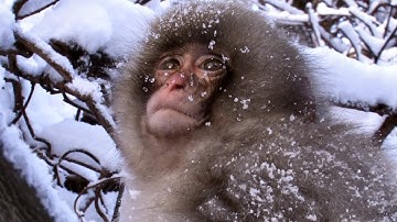 『日本列島 いきものたちの物語』（2012）予告編 [HD]